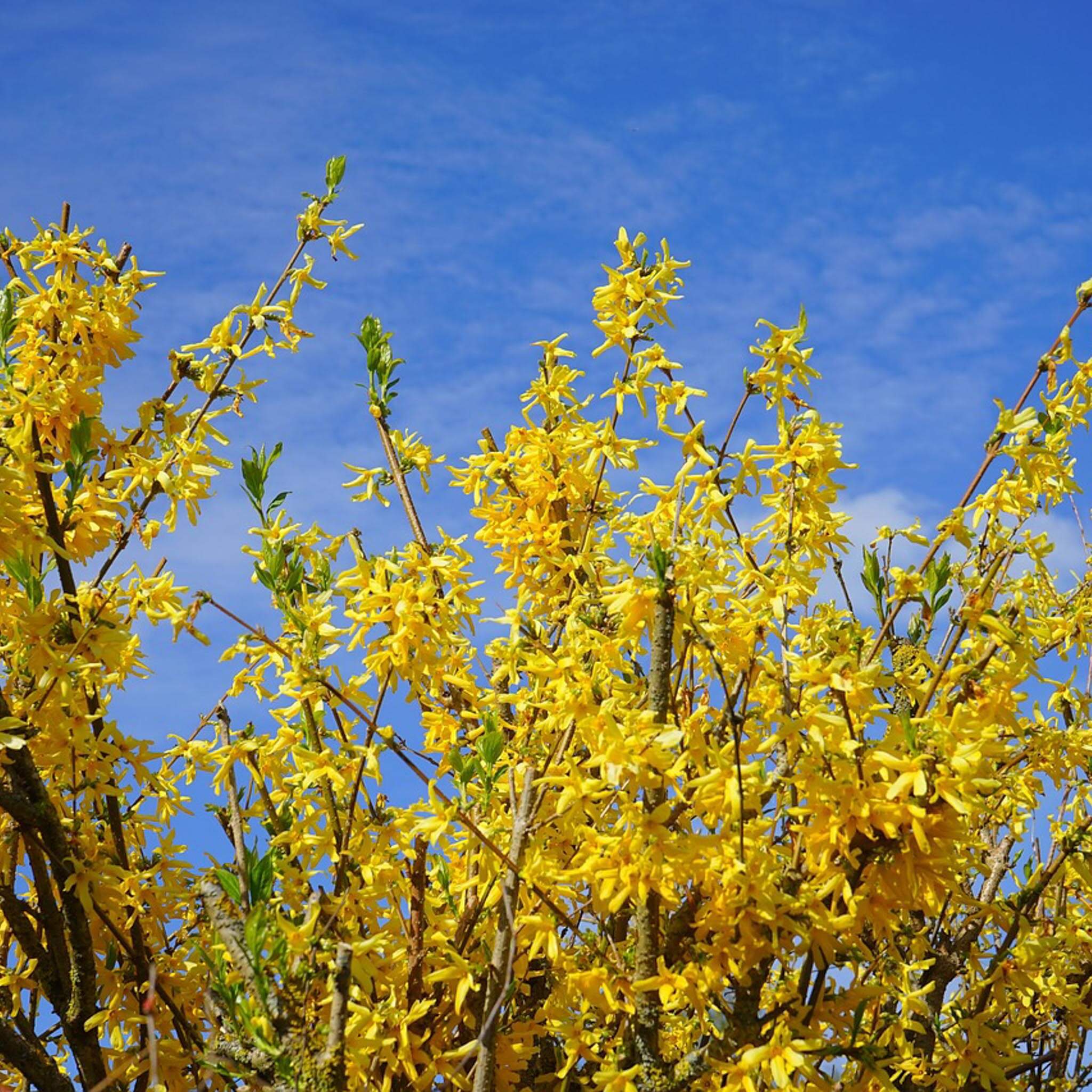 Northern Gold Forsythia