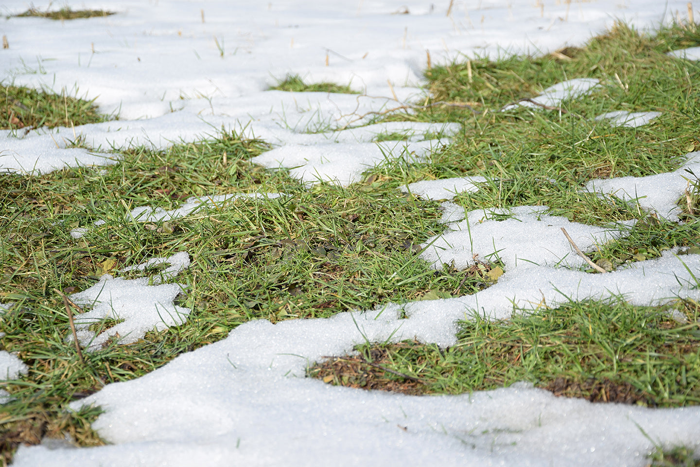 Six Tips For End-Of-Winter And Early Spring Lawn Care