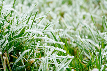 Preparing Your Lawn for Winter