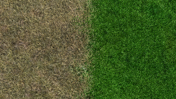 Transforming Your Lawn Through Topdressing