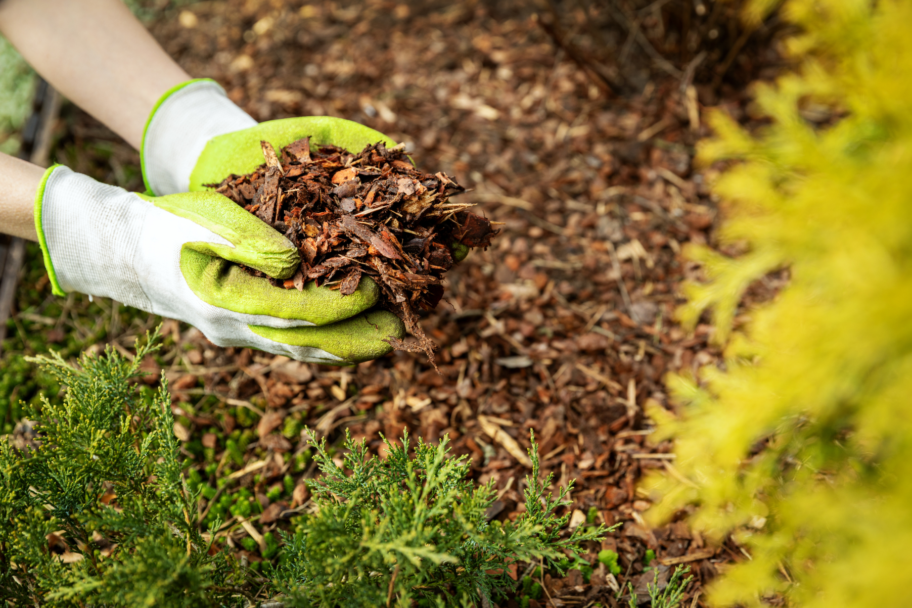 Mulch: The Secret Weapon for a Thriving Garden