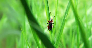 Five Ways to Help Your Lawn Win in the War Against Pests