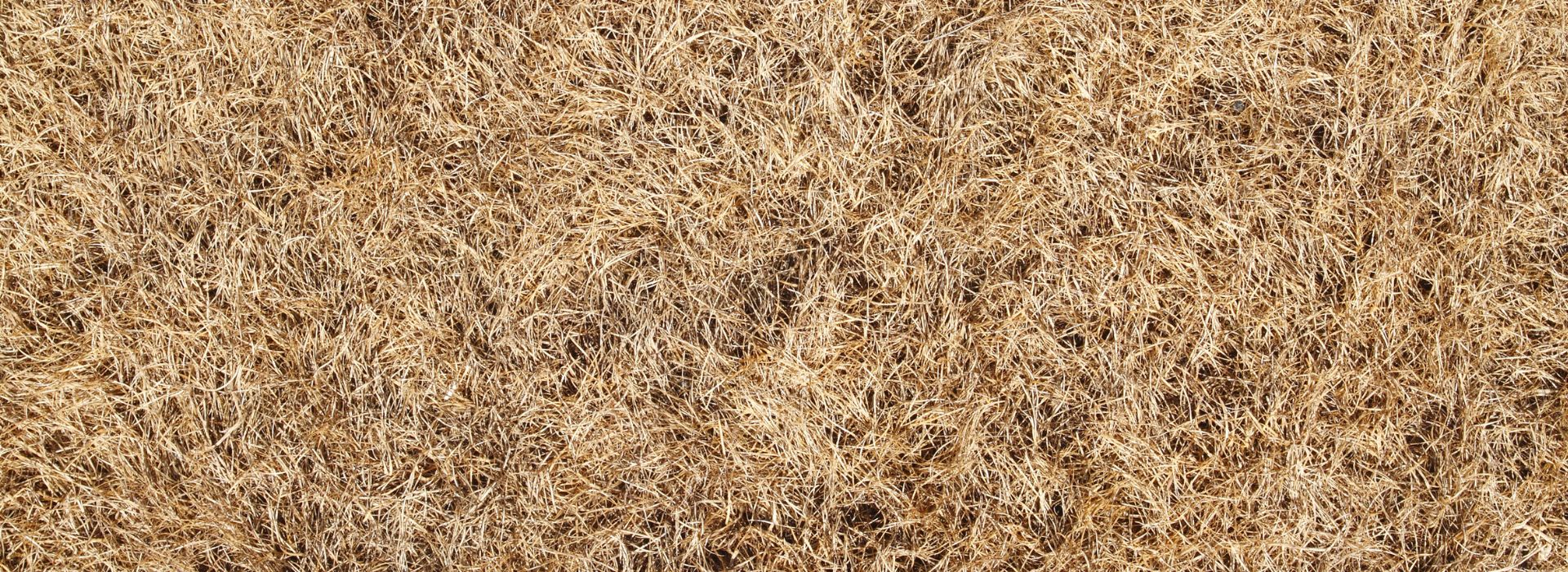 Keeping Grass Healthy Throughout Intense Heat