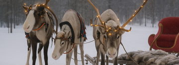 Reindeer-Ready Your Yard for Holiday Magic