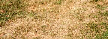Why Does My Grass Turn Brown in Winter?