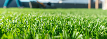 What Is the Best Type of Grass for Ottawa Lawns?