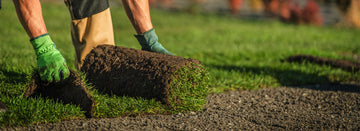  Mountainview crew installing fresh sod rolls on a graded residential lawn in Ottawa
