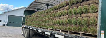 Sod for large-scale commercial projects: what decision-makers should consider
