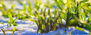 6 steps for end-of-winter and early-spring lawn care