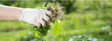 Weed Control 101: Build a Lawn That Fights Back