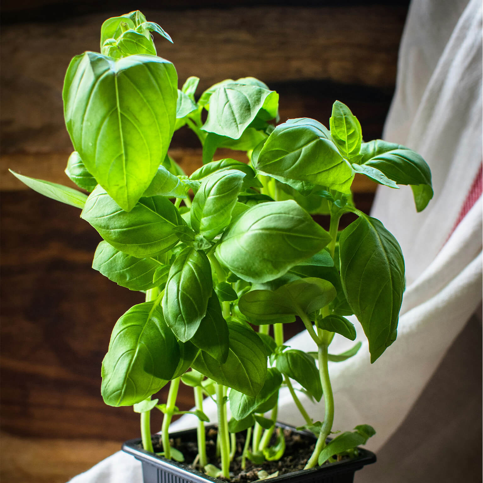 Basil