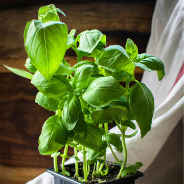 Basil