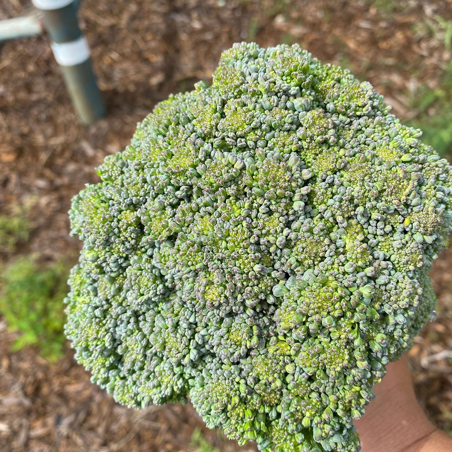 Broccoli