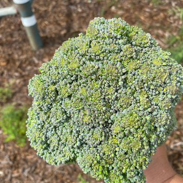 Broccoli