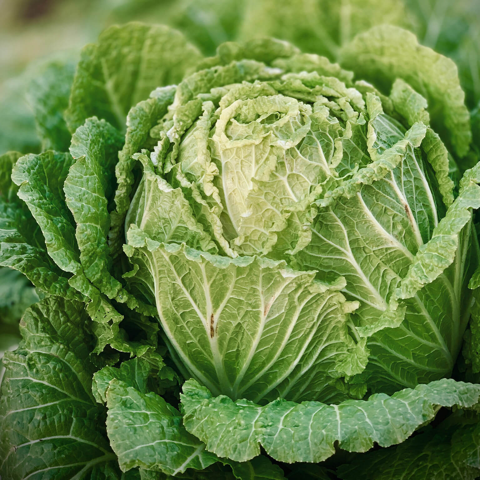 Cabbage