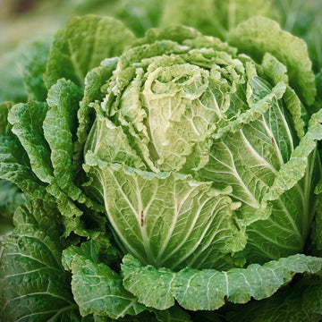 Cabbage