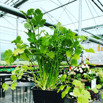 Cilantro