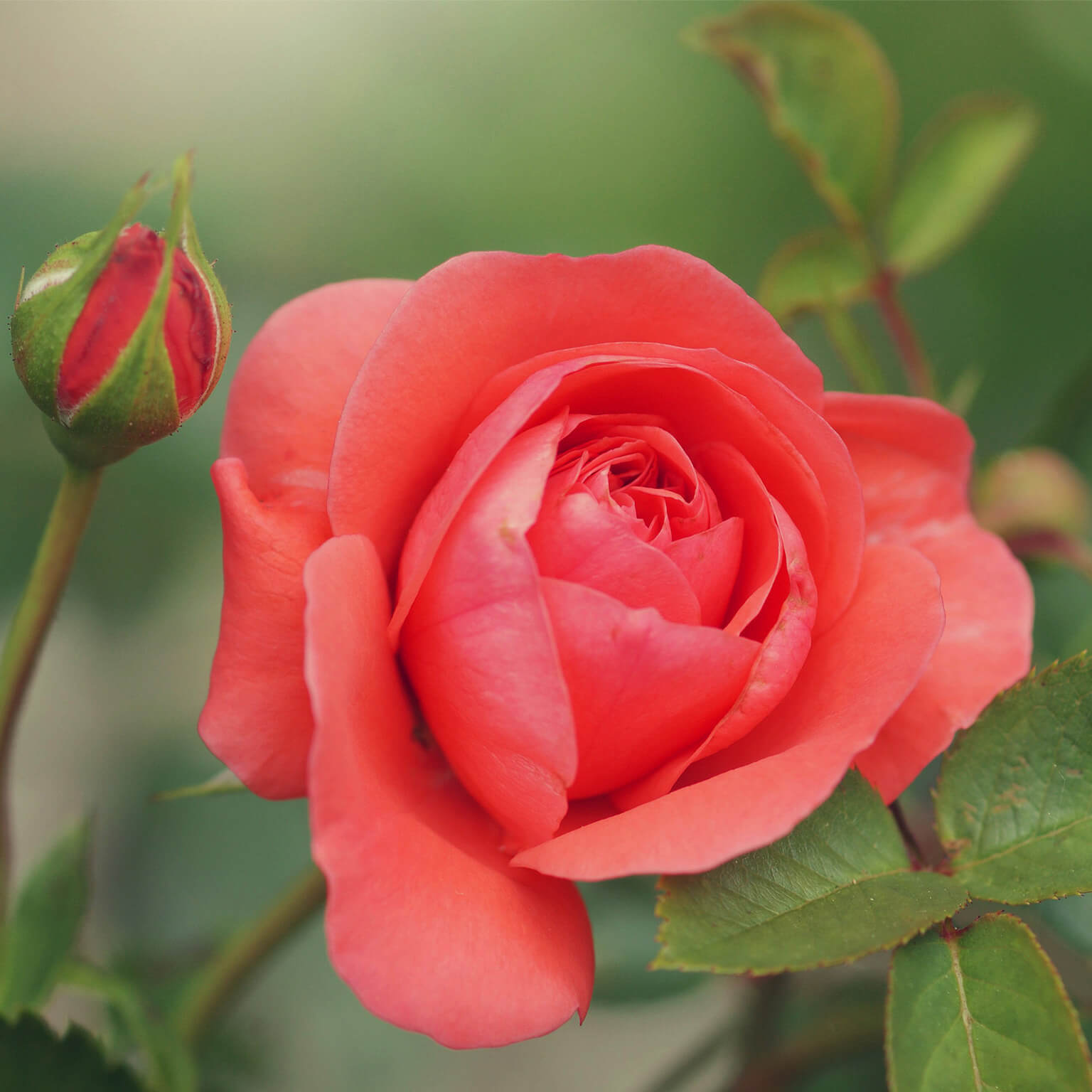 Coral Knock Out Rose