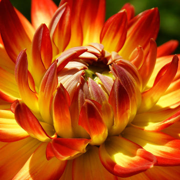 Dahlia