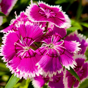 Dianthus