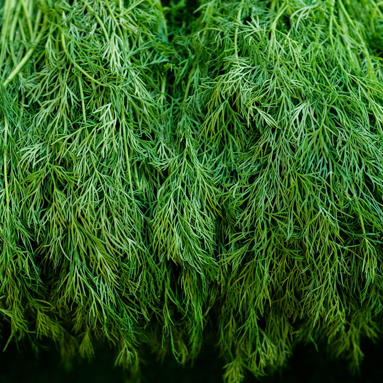 Dill
