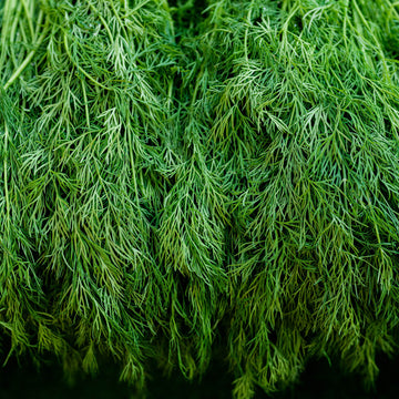 Dill