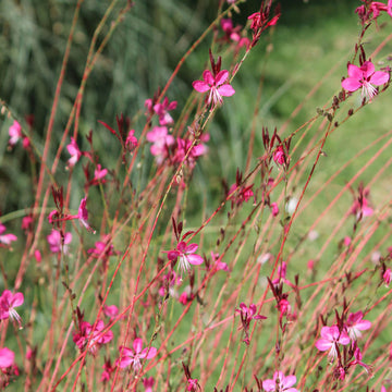 Gaura