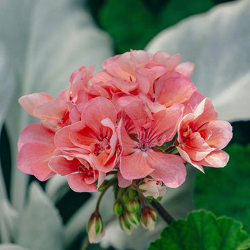 Geranium