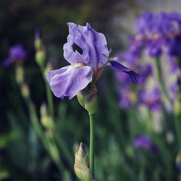 Iris Concord