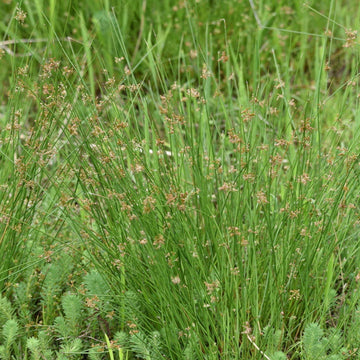Juncus