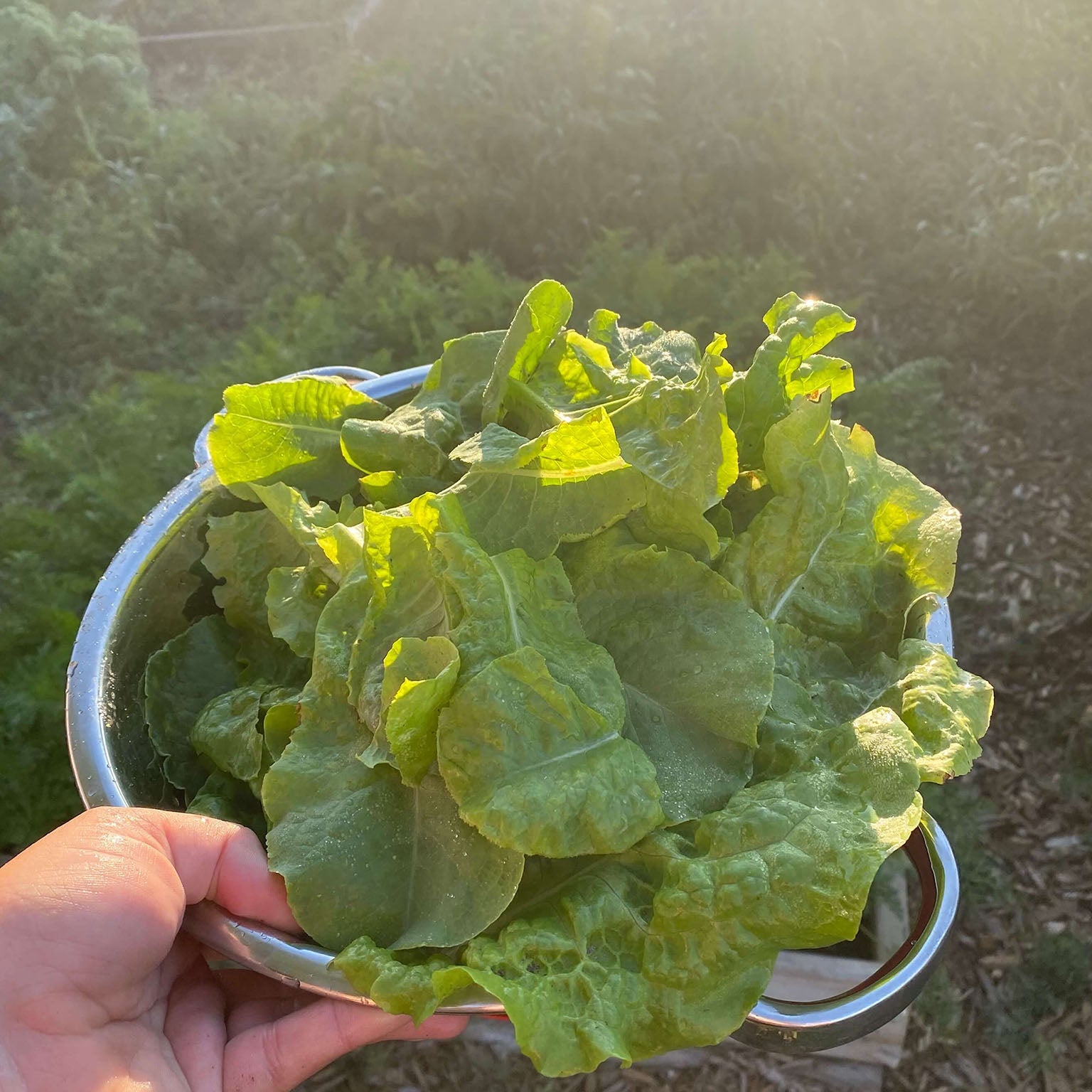 Kale