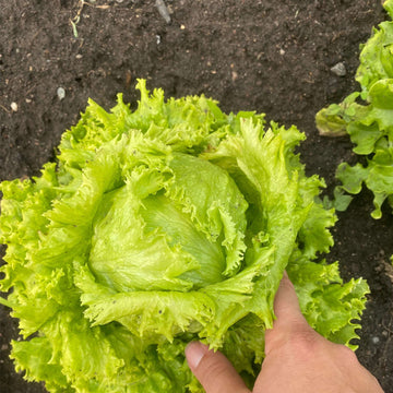 Lettuce