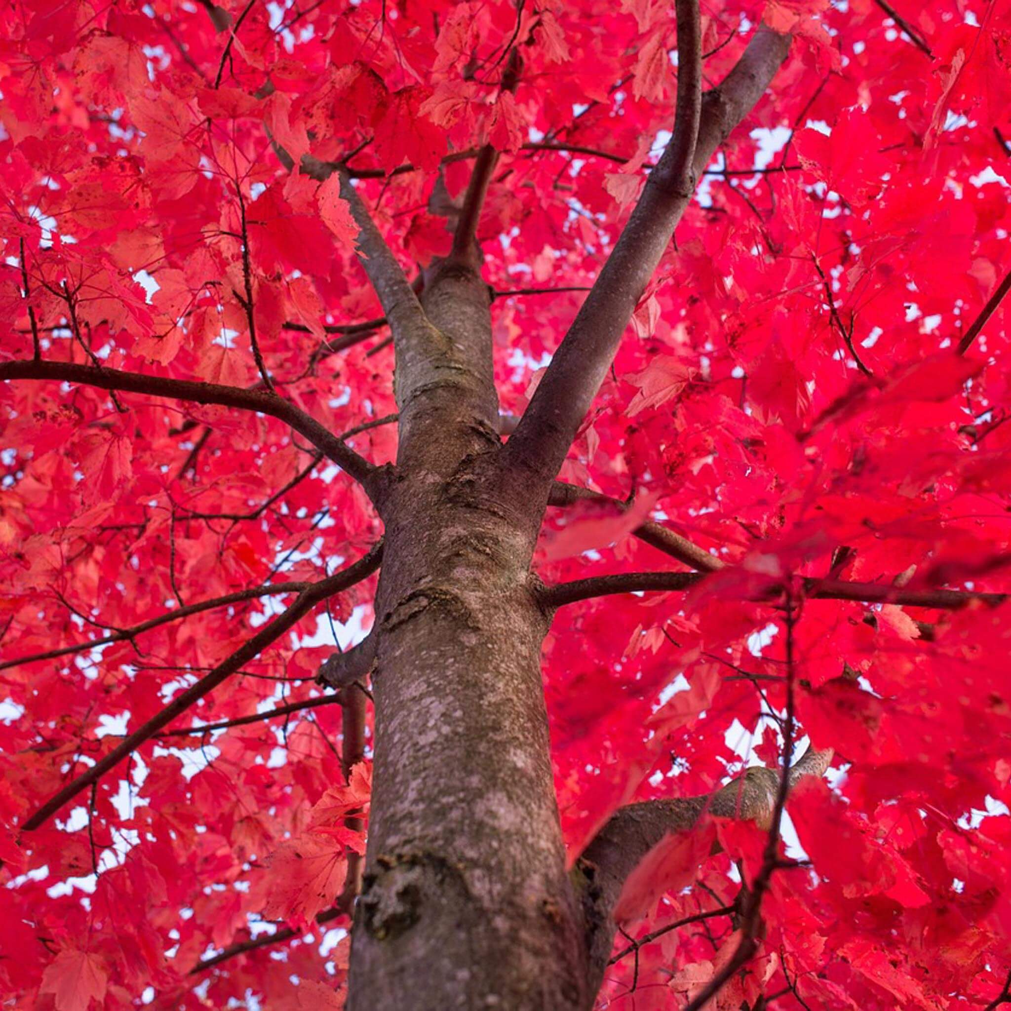 Native Red Maple