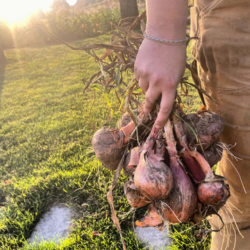 White Onions