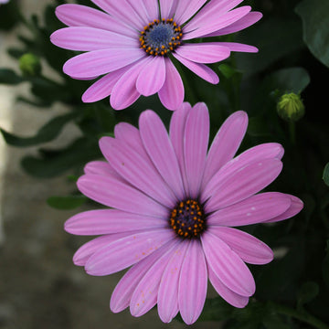 Osteospermum