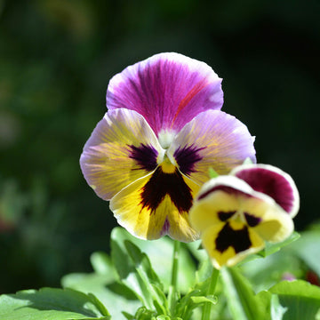 Pansy