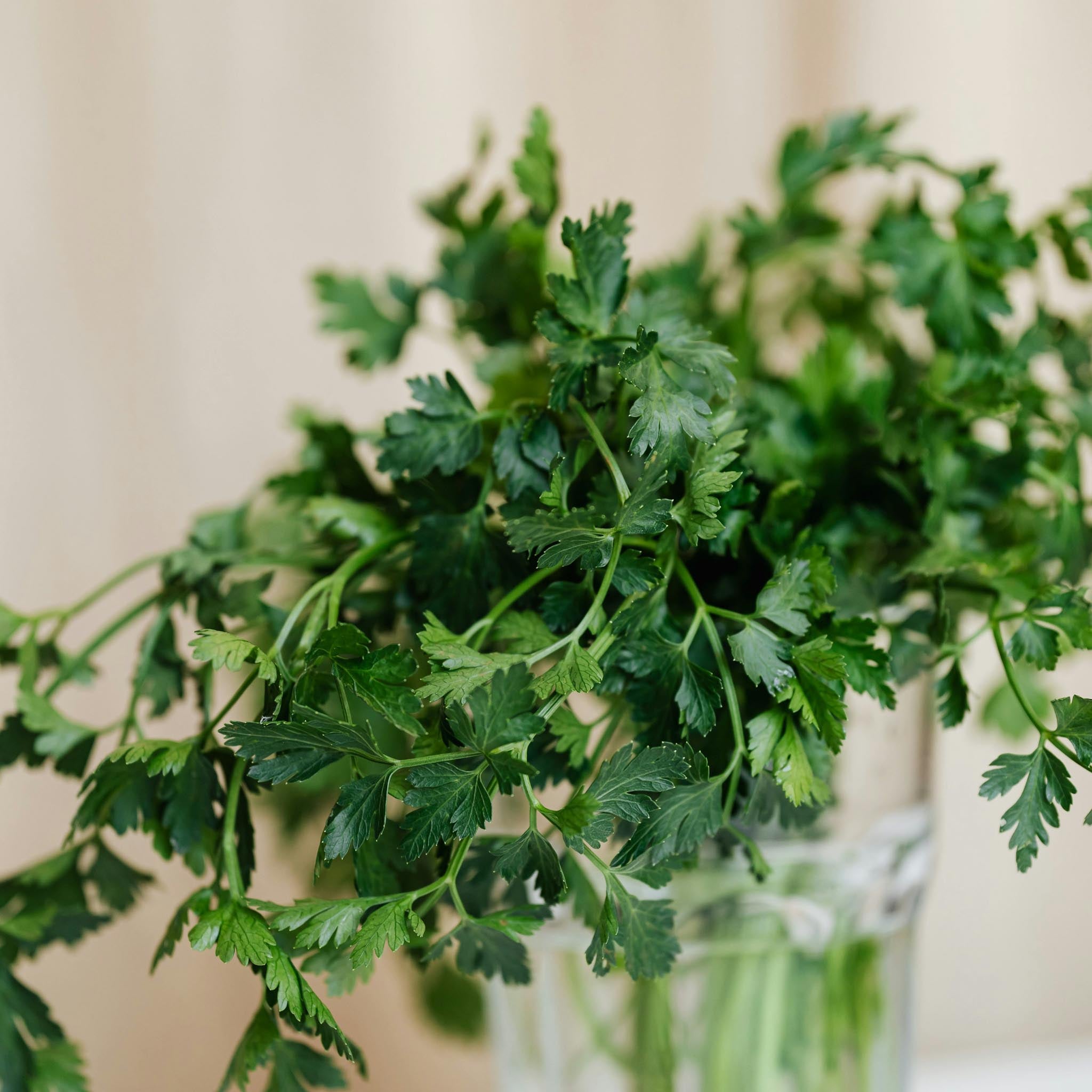 Parsley