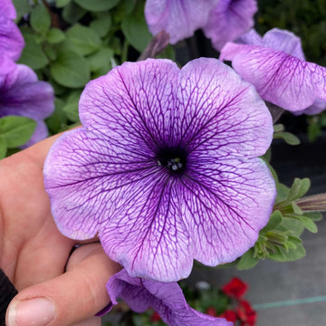 Petunia
