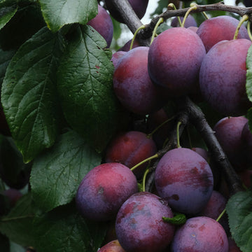 Plum Mount Royal