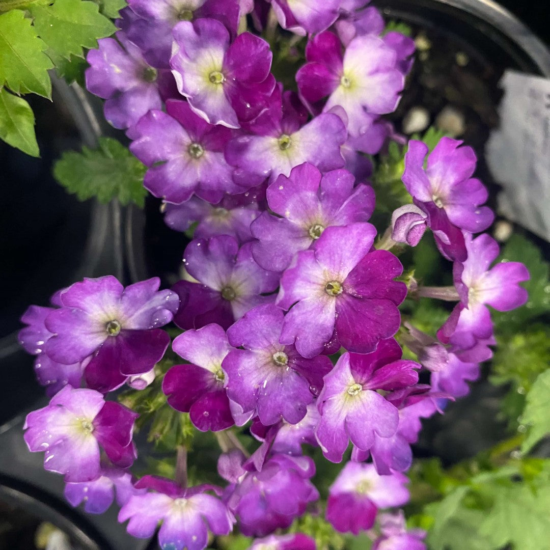 Verbena