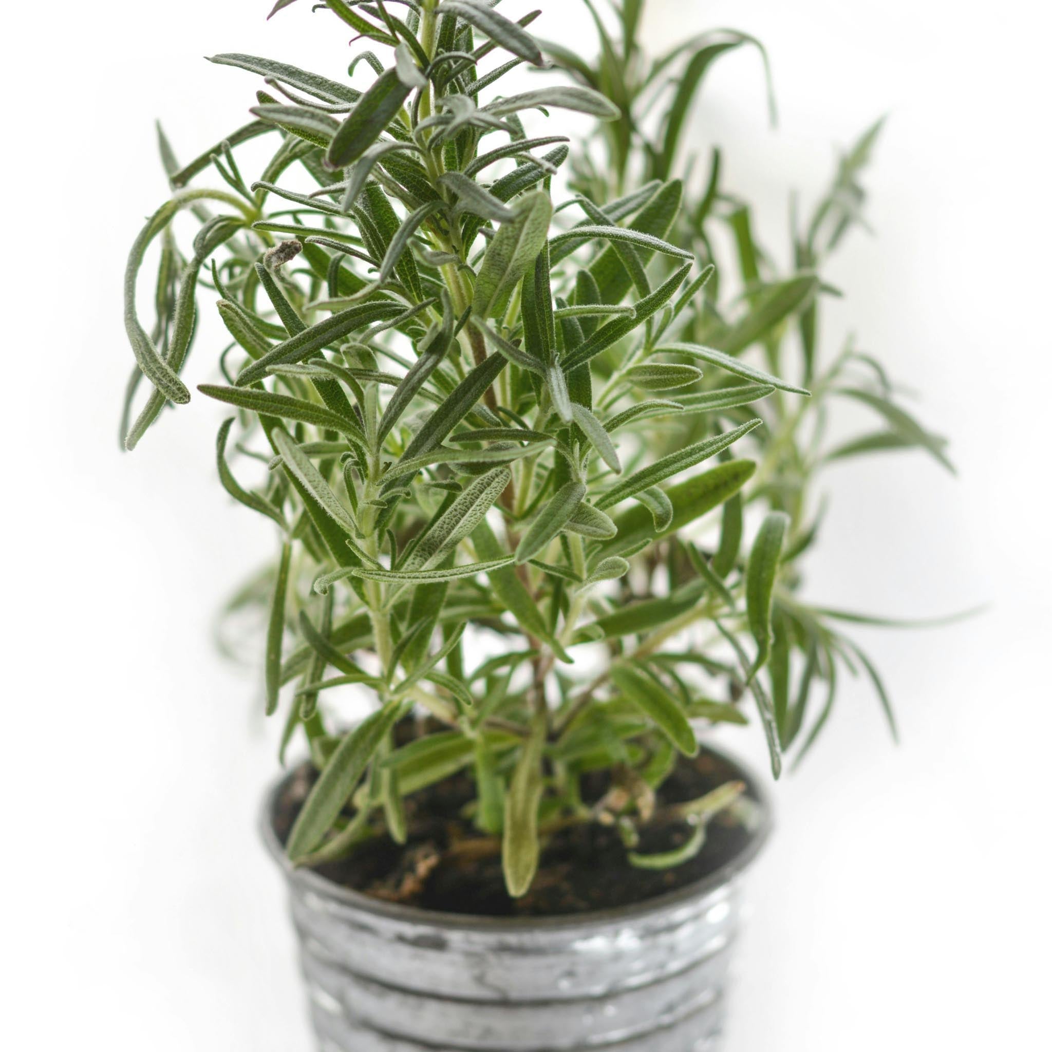Rosemary