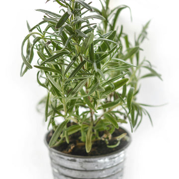 Rosemary