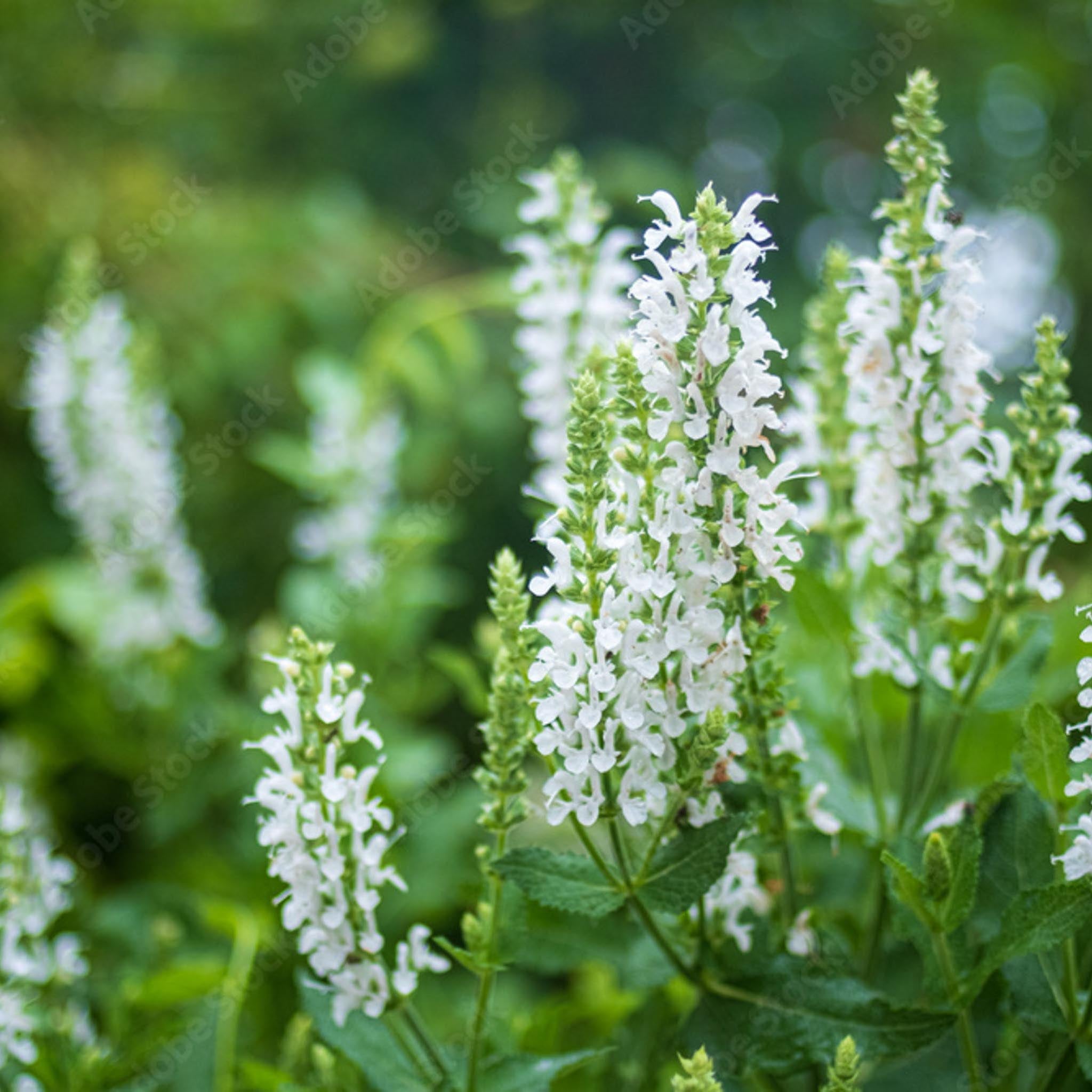 Salvia