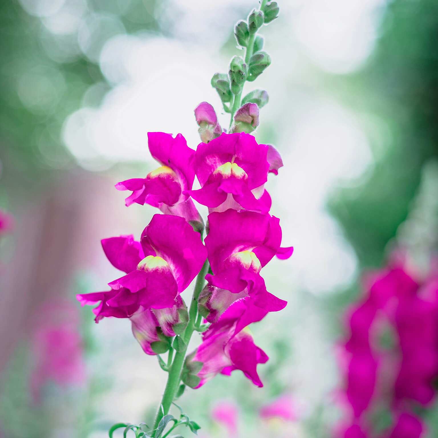 Snapdragon