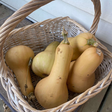 Butternut Squash