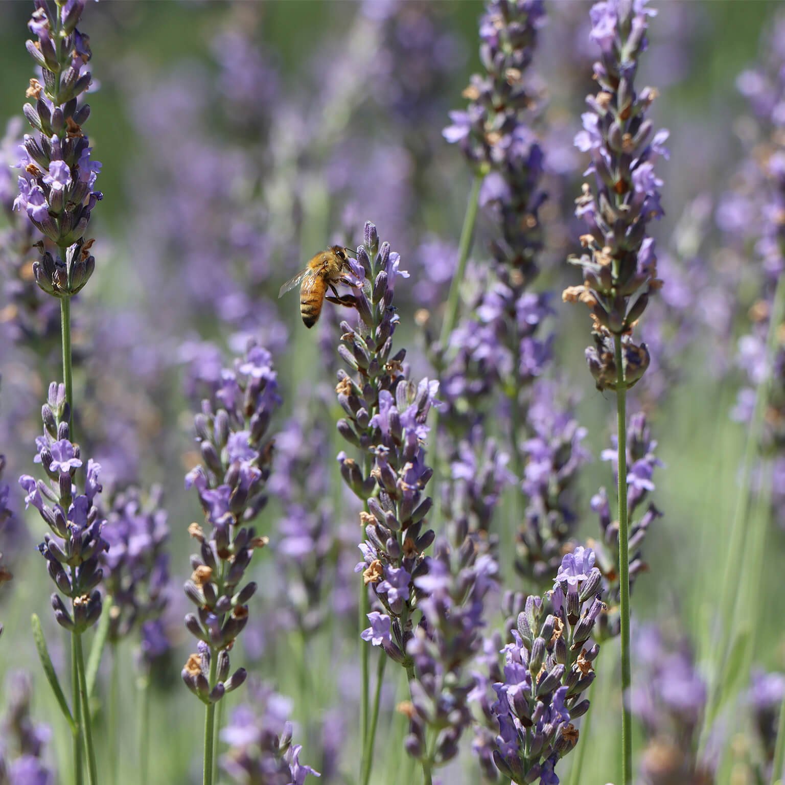 Superblue English Lavender