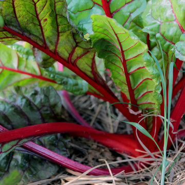 Swiss Chard