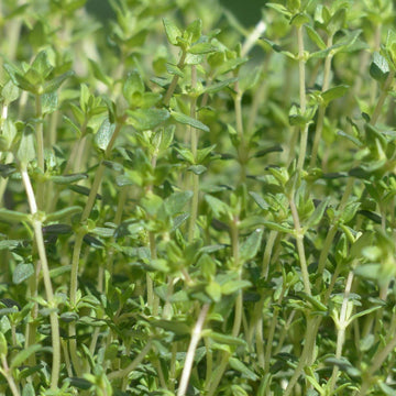 Thyme