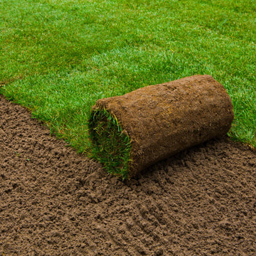 Commercial Sod