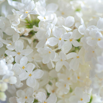 White Lilac